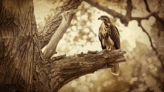 Serene Hawk on Branch