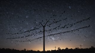 Starry Night Roosting