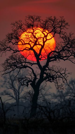 Silhouetted Tree and Sunset