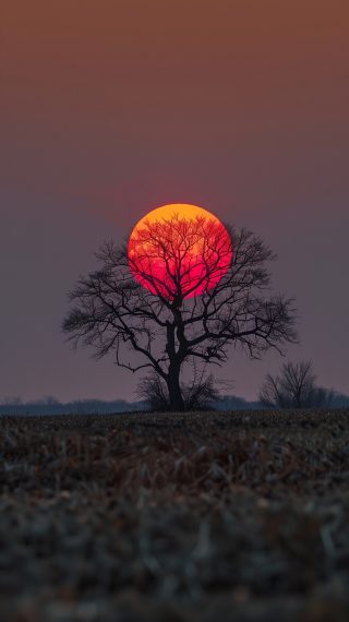 Tree Silhouette at Sunset