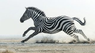 Dynamic Zebra Sprint in Dust